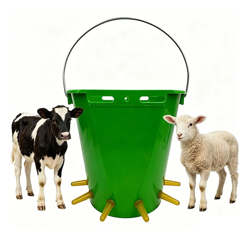Sheep Using Plastic Milk Buckets